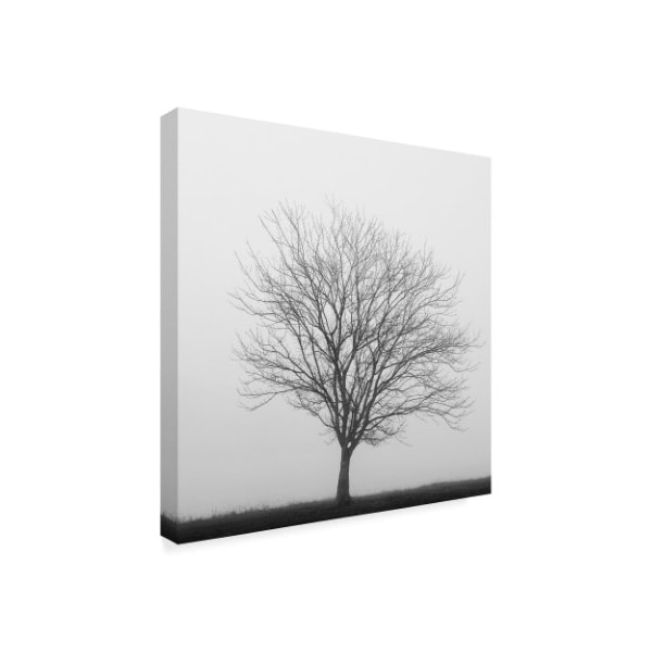 Nicholas Bell Photography 'Winter Trio 2' Canvas Art,35x35